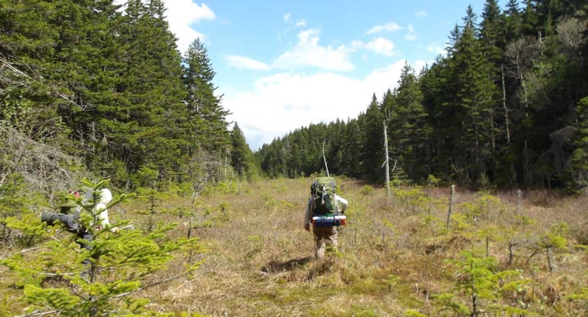 A person wearing a backpack hikes through an open area framed by trees. 